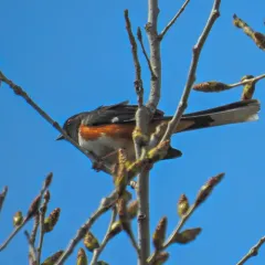 Eastern Towhee thumbnail 3
