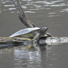 Spiny Softshell thumbnail 3