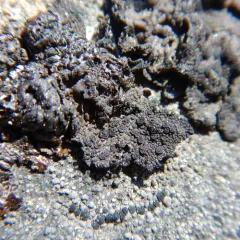 Blistered Rock Tripe thumbnail 2