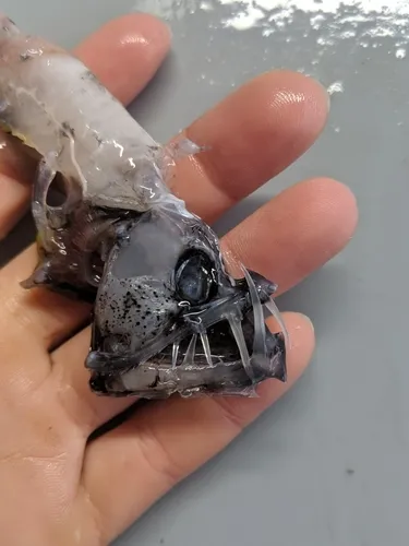 Pacific Viperfish