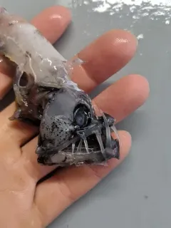 Pacific Viperfish thumbnail 1