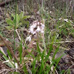 Purple Cress thumbnail 3