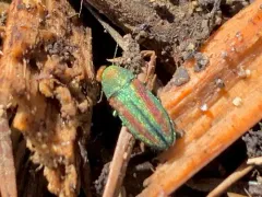 Flatheaded Cone Borer thumbnail 2