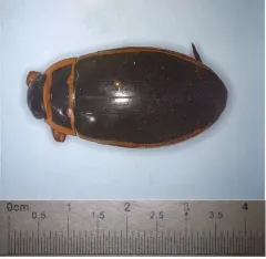 Dytiscus dauricus thumbnail 2