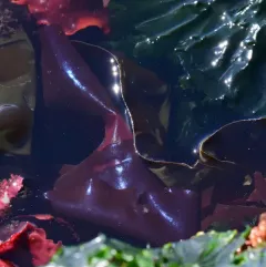 splendid iridescent seaweed thumbnail 4
