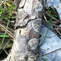 Milk-white Toothed Polypore thumbnail 2
