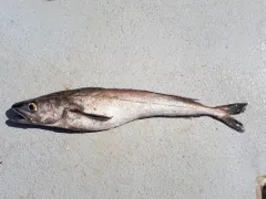 Pacific Hake thumbnail 4
