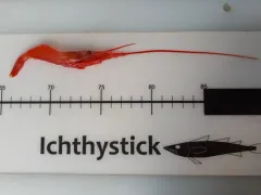 Sidestriped Shrimp thumbnail 4