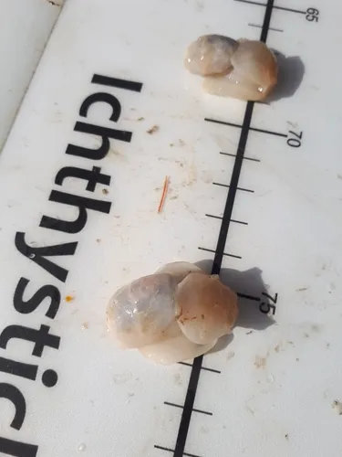 New Zealand Tortellini Snail