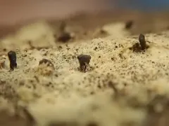 Glyphium elatum thumbnail 1