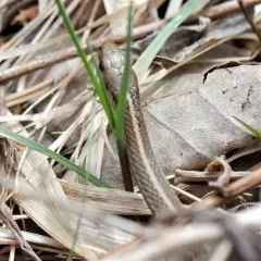 Short-headed Garter Snake thumbnail 3