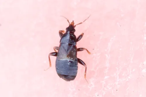 Xylocoris cursitans