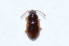 Elaphropus incurvus thumbnail 2