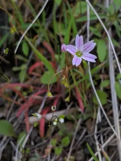 Sand Springbeauty thumbnail 1