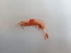 Pacific Glass Shrimp thumbnail 3