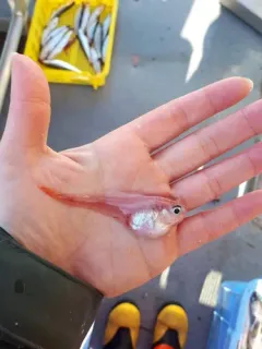 Prickly Snailfish thumbnail 2