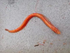Dwarf Wrymouth thumbnail 3
