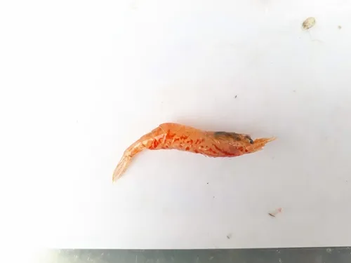 Slender Blade Shrimp