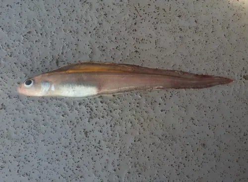 Alaska Eelpout