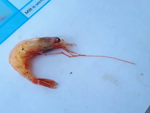 Bigeye Eualid