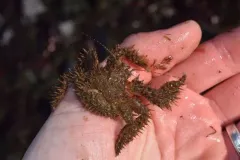 Hapalogaster grebnitzkii thumbnail 2