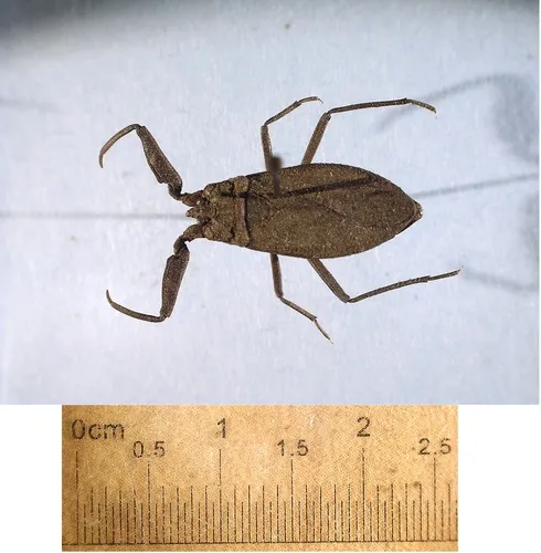 Nepa apiculata