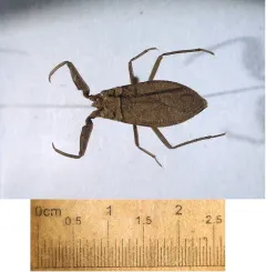 Nepa apiculata thumbnail 1