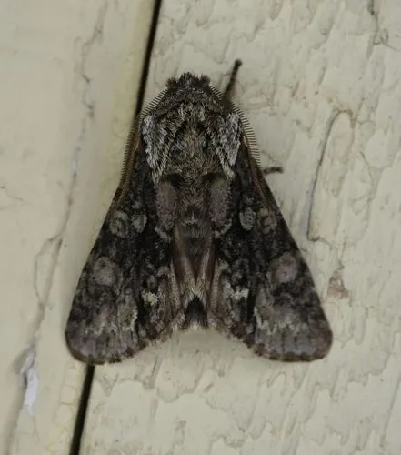 Figure-eight Sallow