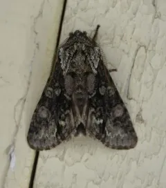 Figure-eight Sallow thumbnail 1