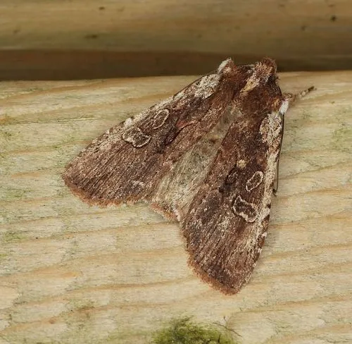 Immigrant Pinion