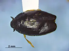 Gyrinus gibber thumbnail 3