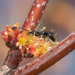 Priocnemis minorata thumbnail 2