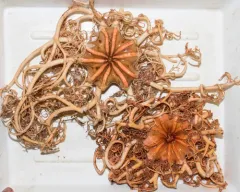 Northern Basket Star thumbnail 2