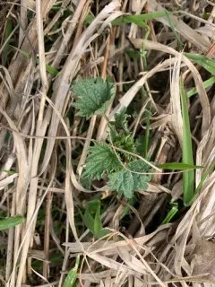 Dwarf Nettle thumbnail 3