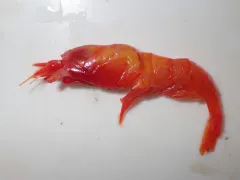 Northern Ambereye Shrimp thumbnail 3