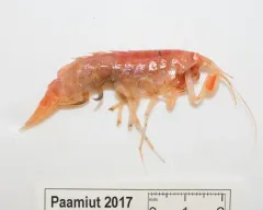 Eusirus holmii thumbnail 4