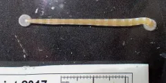 Notostomum laeve thumbnail 2