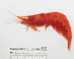 Acanthephyra pelagica thumbnail 4
