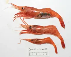 Northern Shrimp thumbnail 3