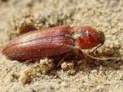 Pacific Coast Wireworm thumbnail 4
