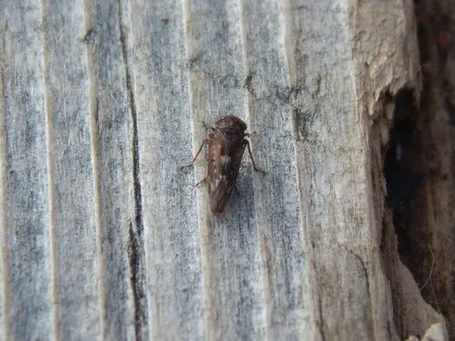 Idiocerus couleanus