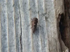Idiocerus couleanus thumbnail 1