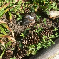 Chestnut-backed Chickadee thumbnail 1