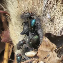 Black Blow Fly thumbnail 2