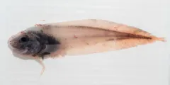 Threadfin Seasnail thumbnail 2