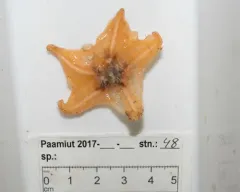Hymenaster pellucidus thumbnail 2