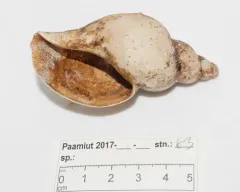 Volutopsius norwegicus thumbnail 3