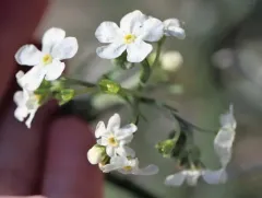 Spreading Stickseed thumbnail 1