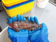 Marbled Snailfish thumbnail 3