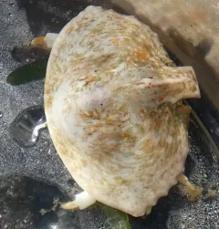 Umbrella Crab thumbnail 2